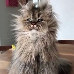 Meet your Posher, Dee